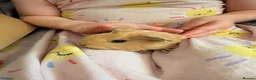 Guinea Pig rodents for sale: Beautiful baby guinea pigs for new homes.  - Advert 5