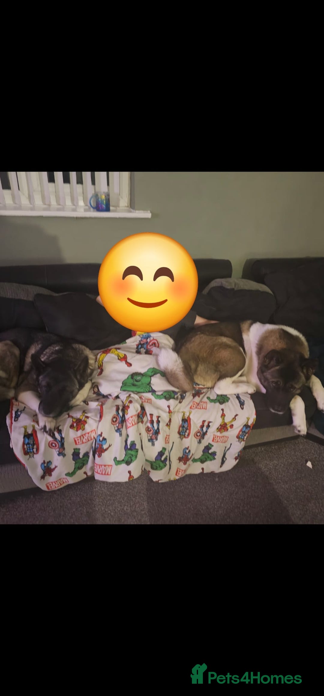 Akita dogs for sale: 🐾 American Akita Puppies for Forever Homes 🐾 - Image 4