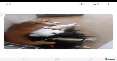 Mixed Breed dogs Splurcherpoo puppys - Advert 2