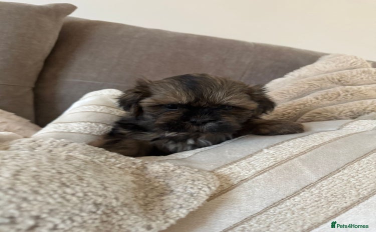 Shih Tzu dogs KC standard Shihtzu pups  - Advert 2