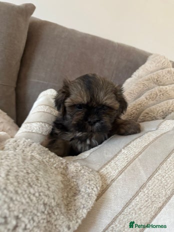 Shih Tzu dogs KC standard Shihtzu pups - Advert 2