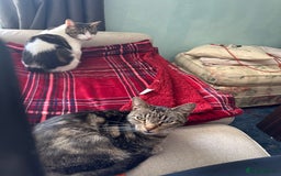 Domestic Shorthair cats for sale: Need to re home two Cat - Image 3