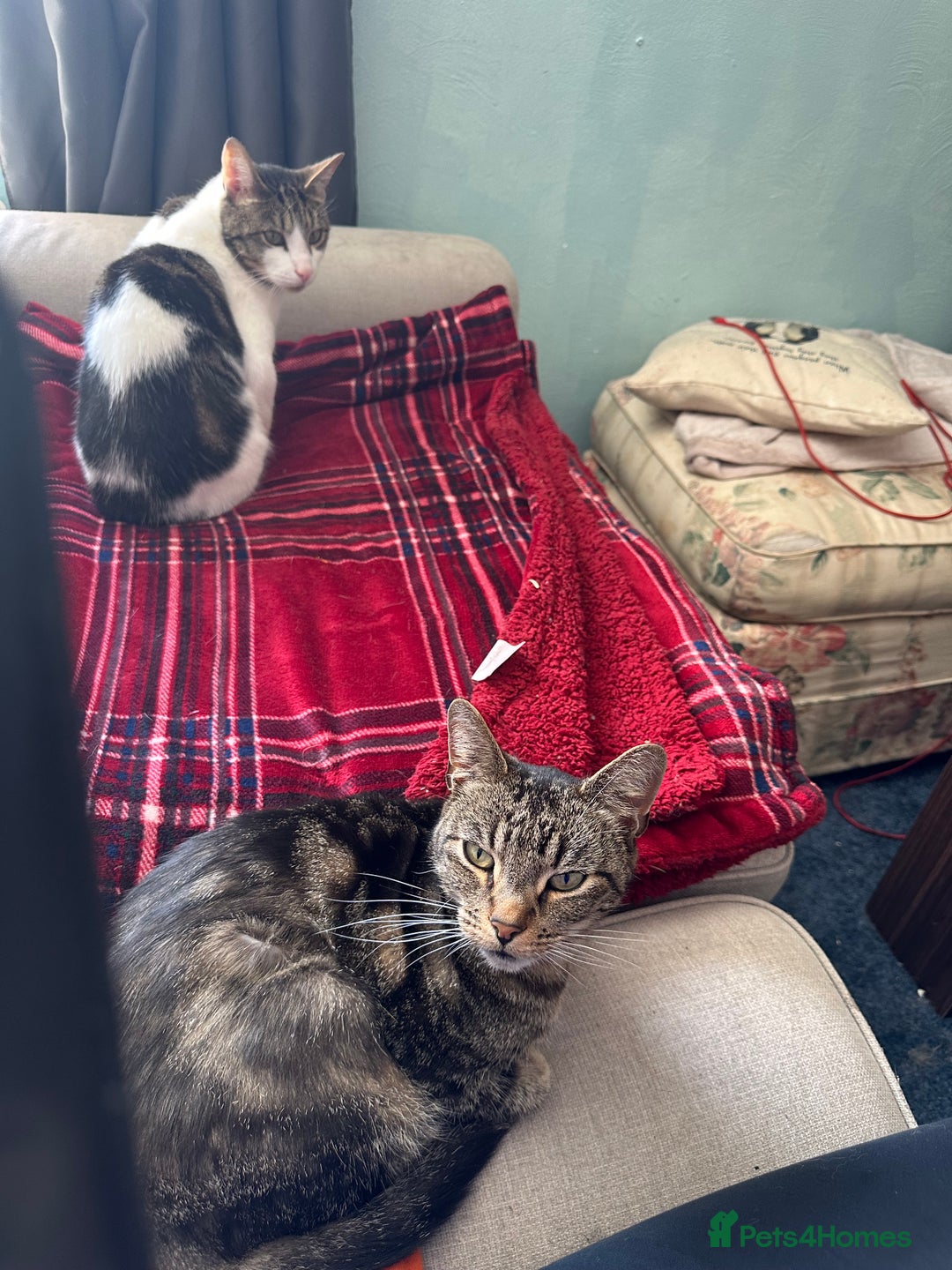 Domestic Shorthair cats for sale: Need to re home two Cat - Image 3