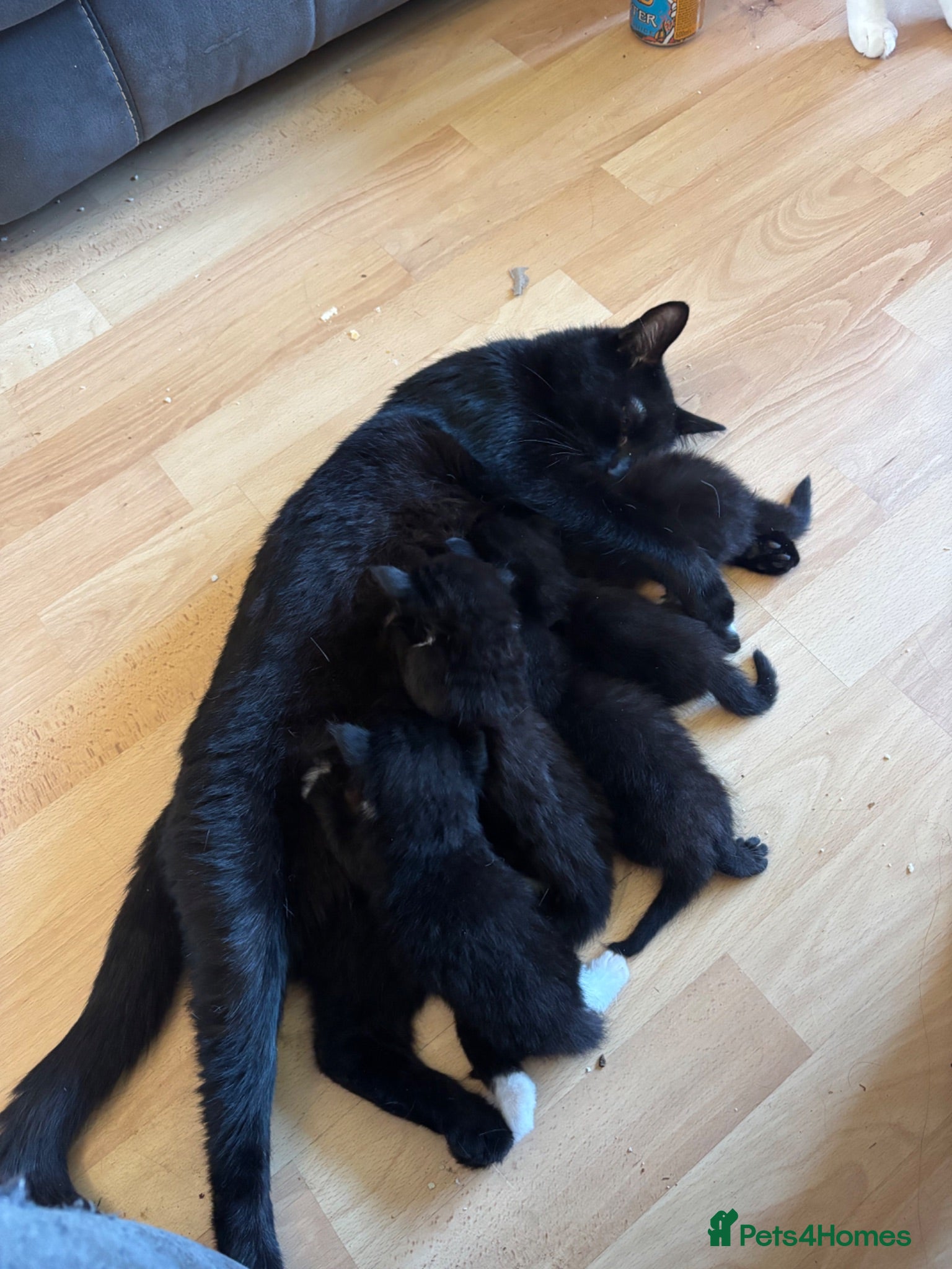 Mixed Breed cats Five black and white and black kittens  - Advert 1