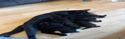 Mixed Breed cats for sale: Five black and white and black kittens  in Braintree - Advert 1