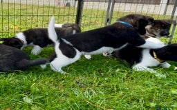 Akita dogs for sale: Quality KC Registered American Akita Puppies - Image 30