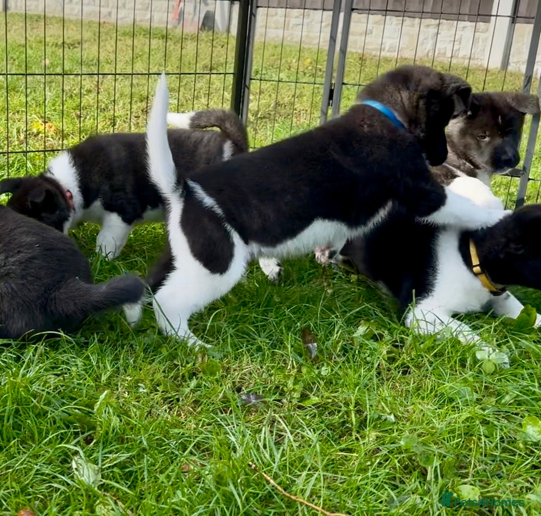 Akita dogs for sale: Quality KC Registered American Akita Puppies - Image 30