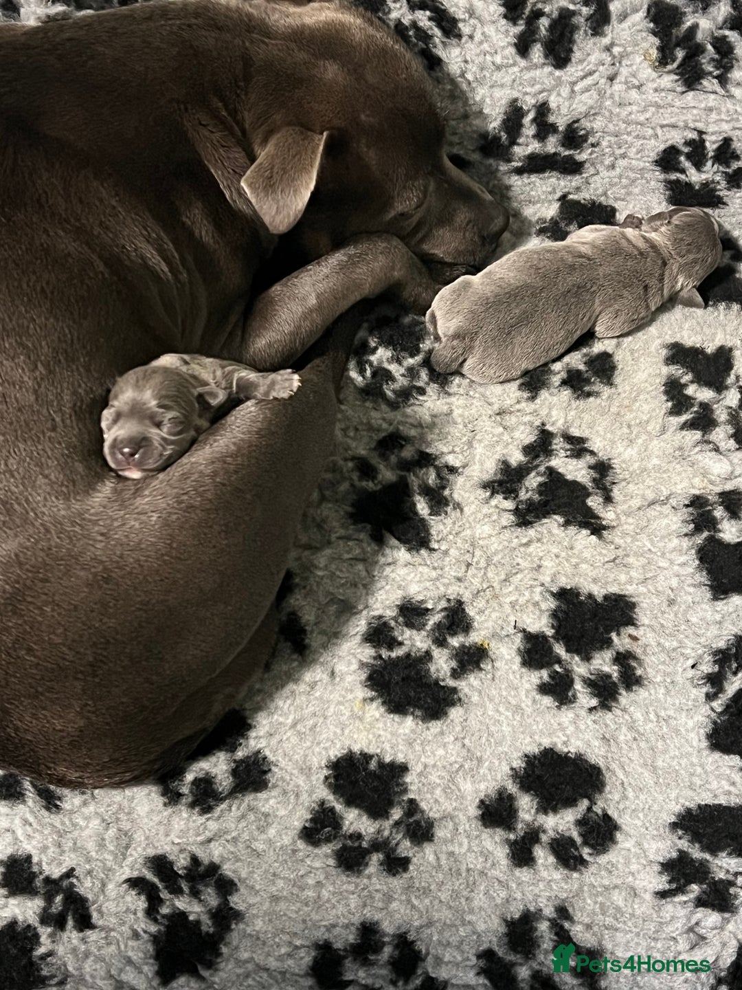 Staffordshire Bull Terrier dogs for sale: Full pedigree blue staffy pups - Image 5