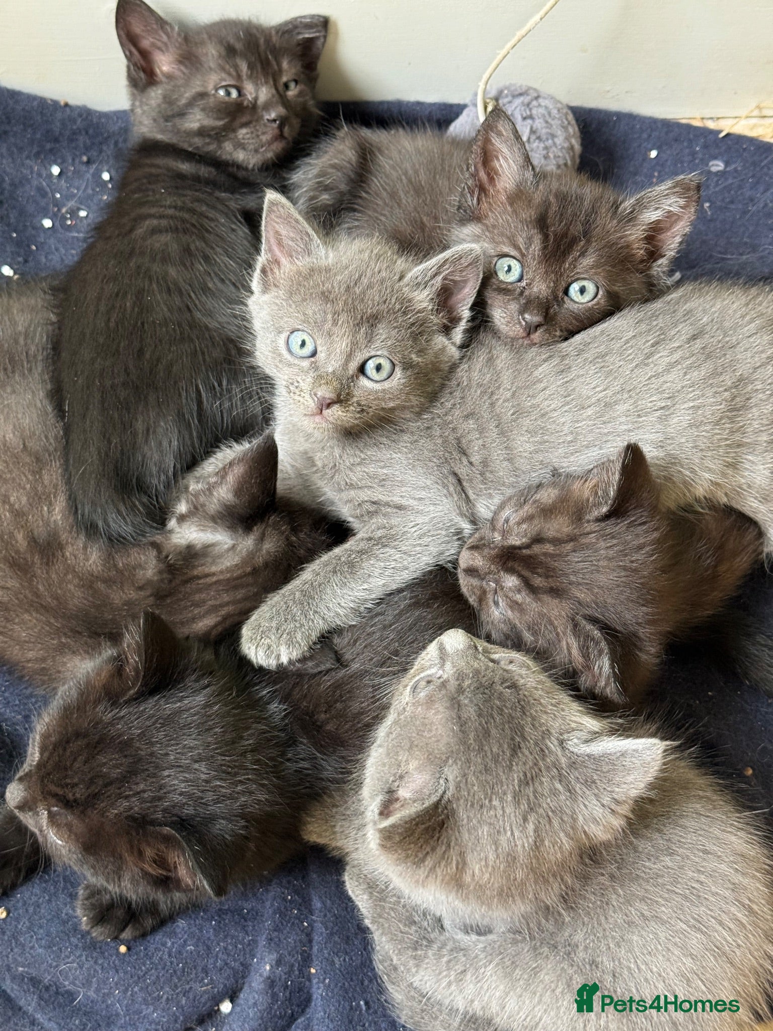 Ragdoll cats Beautiful kittens for sale.  - Advert 1