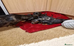 Miniature Dachshund dogs for sale: Black grey dapple, Black Tan miniature dachshund - Image 5