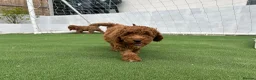 Cockapoo dogs for sale: Adorable F1BB Cockapoos - Advert 13