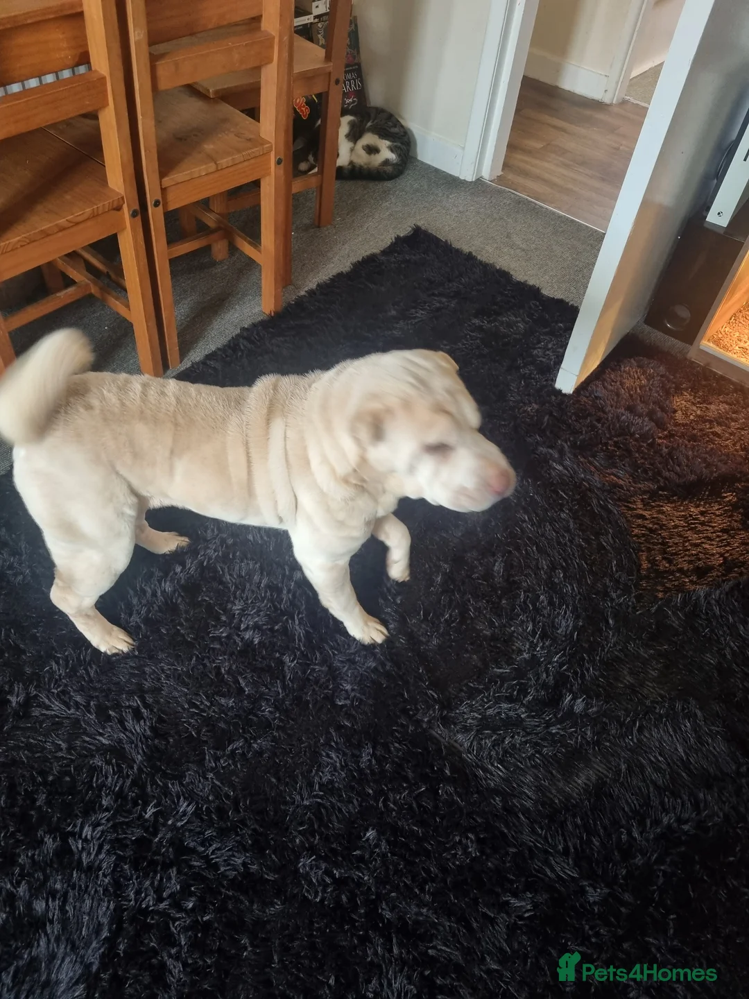 Shar Pei dogs for sale: 6 yr old female blonde shar pei in Leicester - Advert 2