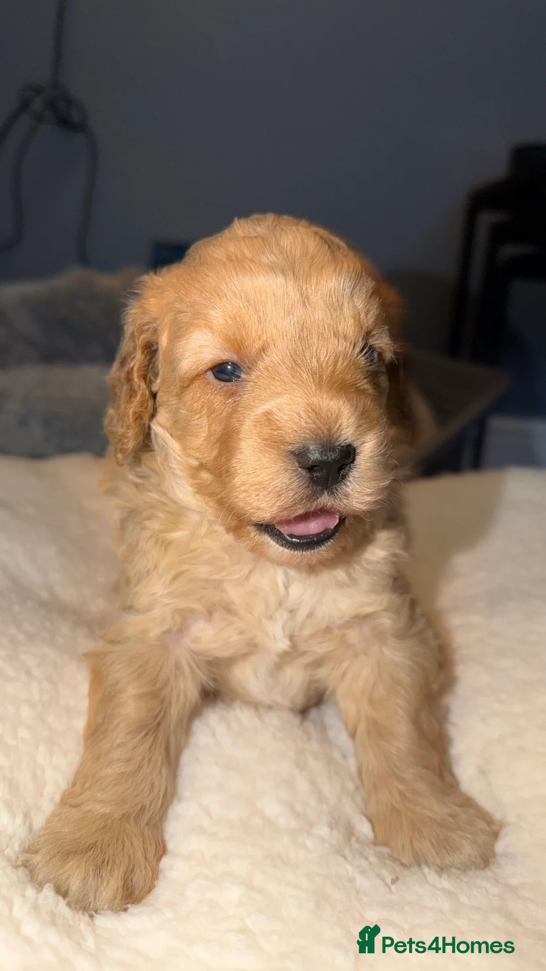 Cockapoo dogs for sale: COCKERPOO GIRLS F2B - Advert 1