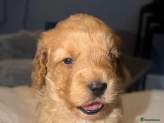 Cockapoo dogs COCKERPOO GIRLS F2B - Advert 1