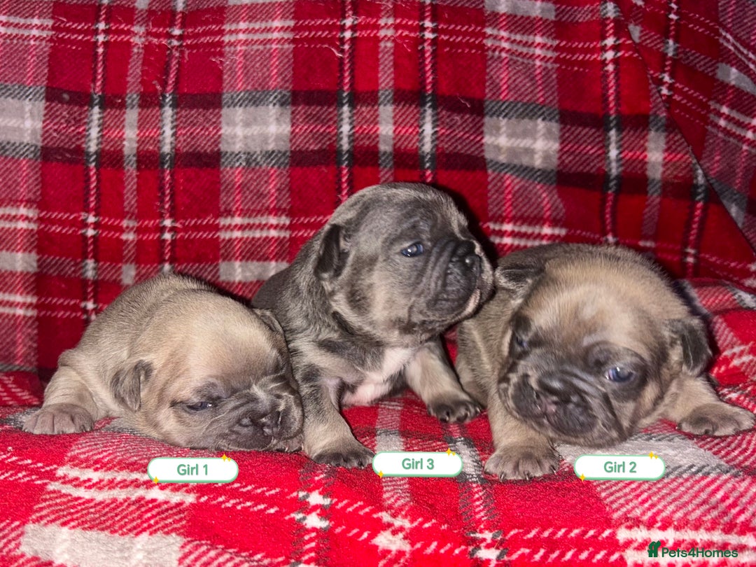 French Bulldog dogs for sale: 3 x Stunning French Bulldog Puppies  - Advert 1