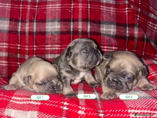 French Bulldog dogs 3 x Stunning French Bulldog puppies - Advert 1