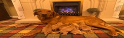 Labrador Retriever dogs for sale: Stunning KC pups,health tested parents&great lines - Advert 1