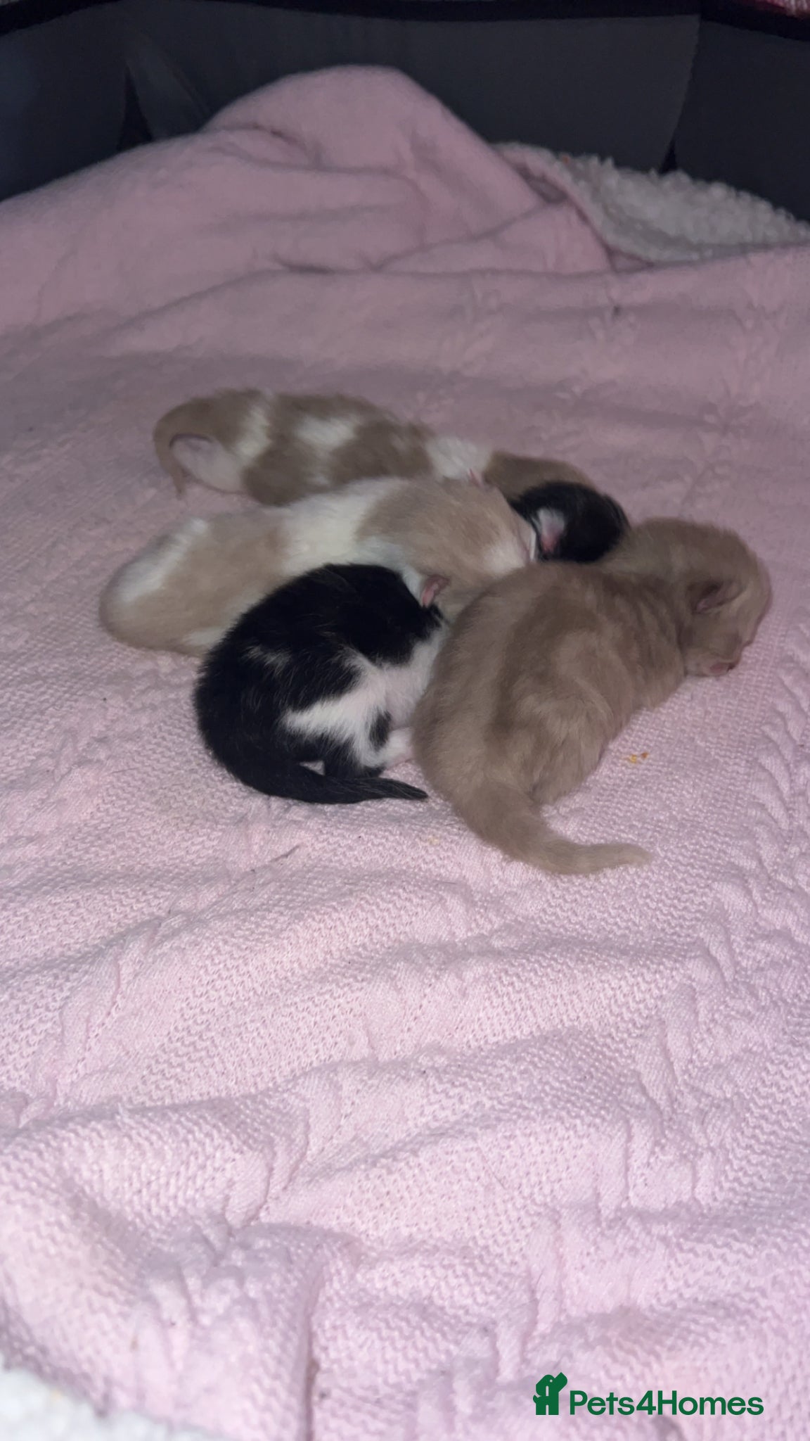 Ragdoll cats Ragdoll mix kittens  - Advert 1