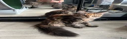 Maine Coon cats for sale: Last purebred MC female kitten  - Advert 7