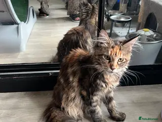 Maine Coon cats Last purebred MC female kitten - Advert 4