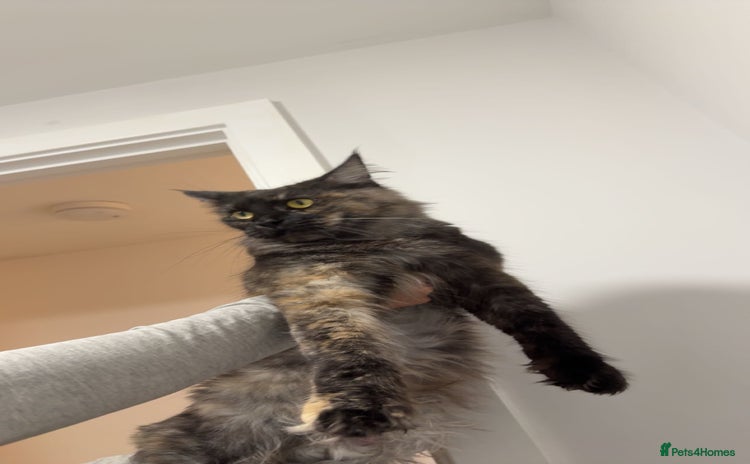 Maine Coon cats Beautiful main coon kittens for sale  - Advert 3