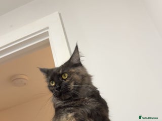 Maine Coon cats Beautiful main coon kittens for sale - Advert 2