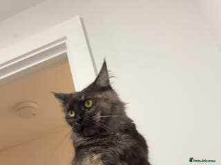 Maine Coon cats Beautiful main coon kittens for sale - Advert 20