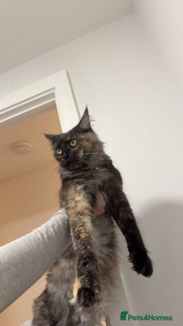 Maine Coon cats Beautiful main coon kittens for sale - Advert 3