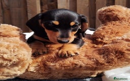 Miniature Dachshund dogs for sale: Mini dachshund  - Image 4