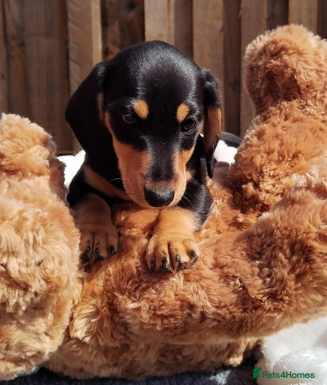 Miniature Dachshund dogs for sale: Mini dachshund  - Image 4