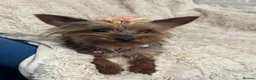 Yorkshire Terrier dogs for sale: Meet Nina -Quiet and Sweet Yorkie 💕 - Advert 7