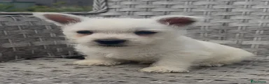 West Highland Terrier 1