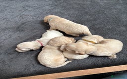 Mixed Breed dogs for sale: Golden doodle x Cocker Spaniel puppies  - Image 6