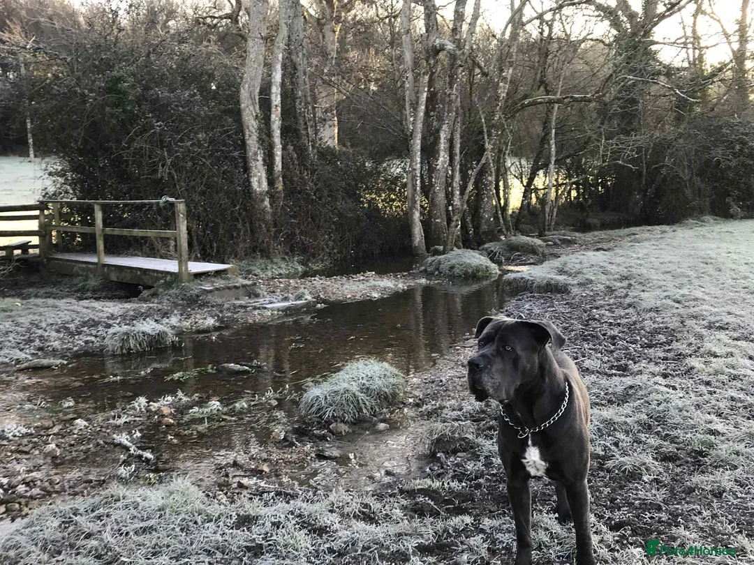 Mixed Breed dogs for sale: Pocket bully / Cane Corso pups  - Advert 7