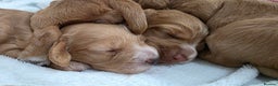 Cocker Spaniel dogs for sale: Working Cocker spaniel puppies - Advert 21