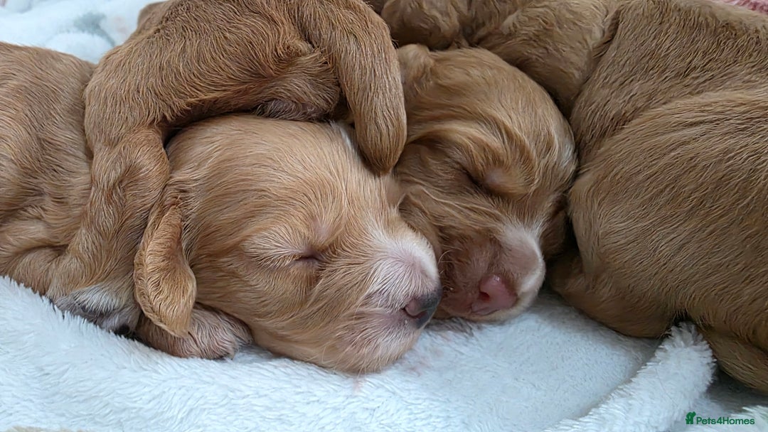 Cocker Spaniel dogs for sale: Working Cocker spaniel puppies - Advert 21