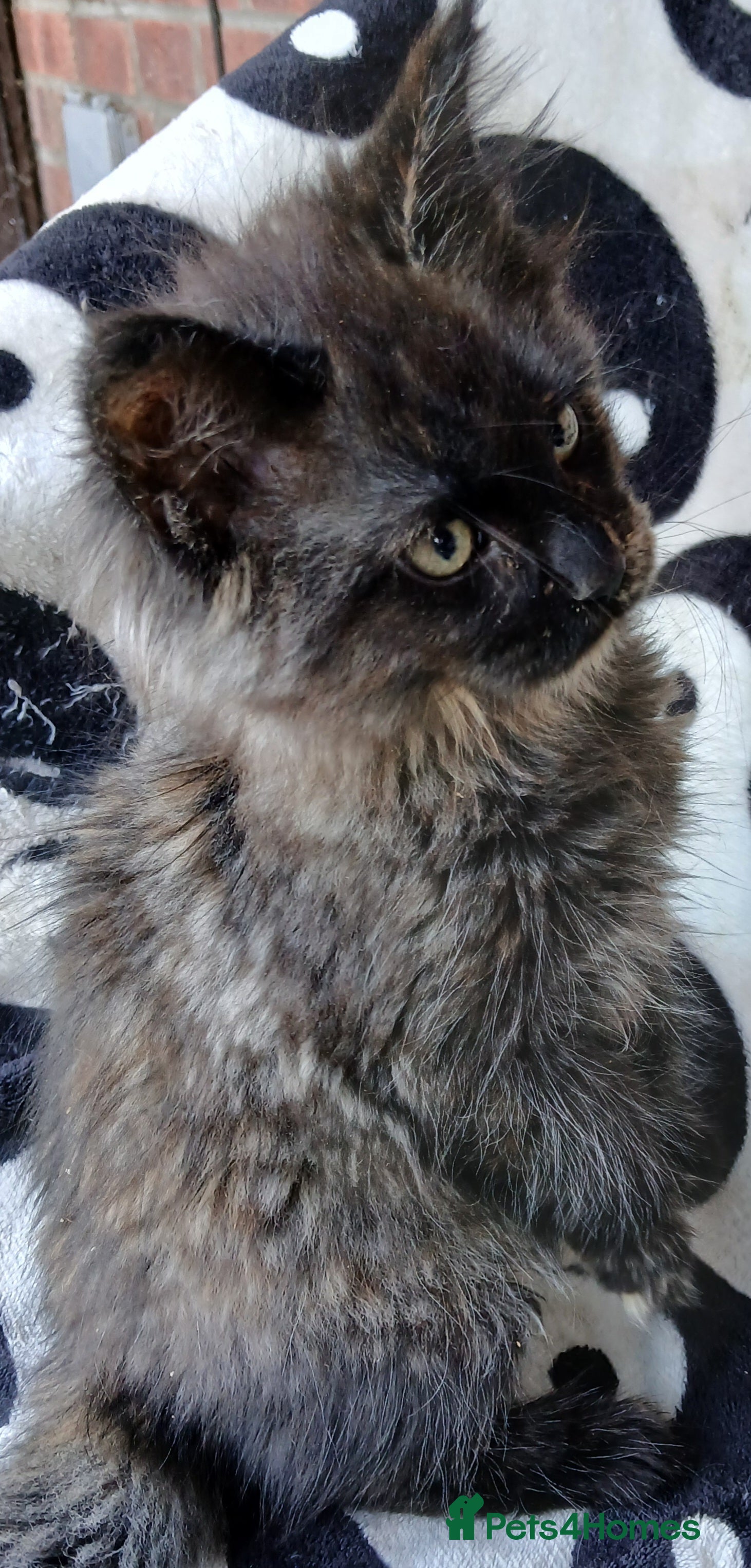 Maine Coon cats Gorgeous TICA reg Maine coon kittens - Advert 15