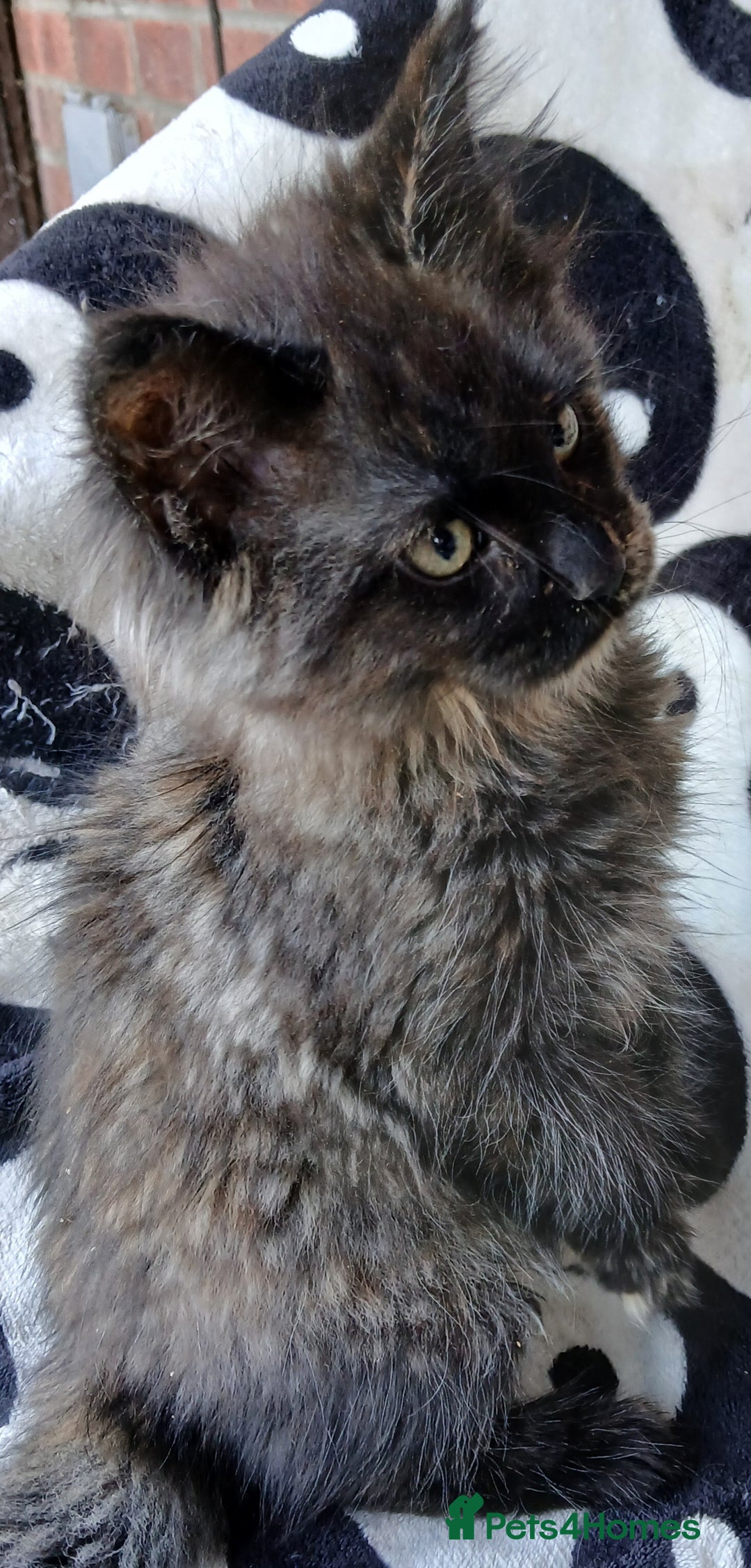 Maine Coon cats for sale: Cuddly TICA reg Maine coons Ready Now! - Advert 7