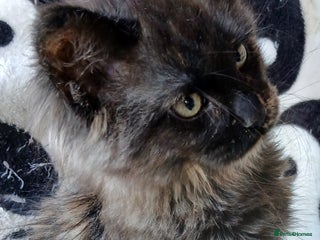 Maine Coon cats Gorgeous TICA reg Maine coon kittens - Advert 7