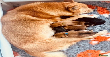 Japanese Shiba Inu dogs - Advert 13