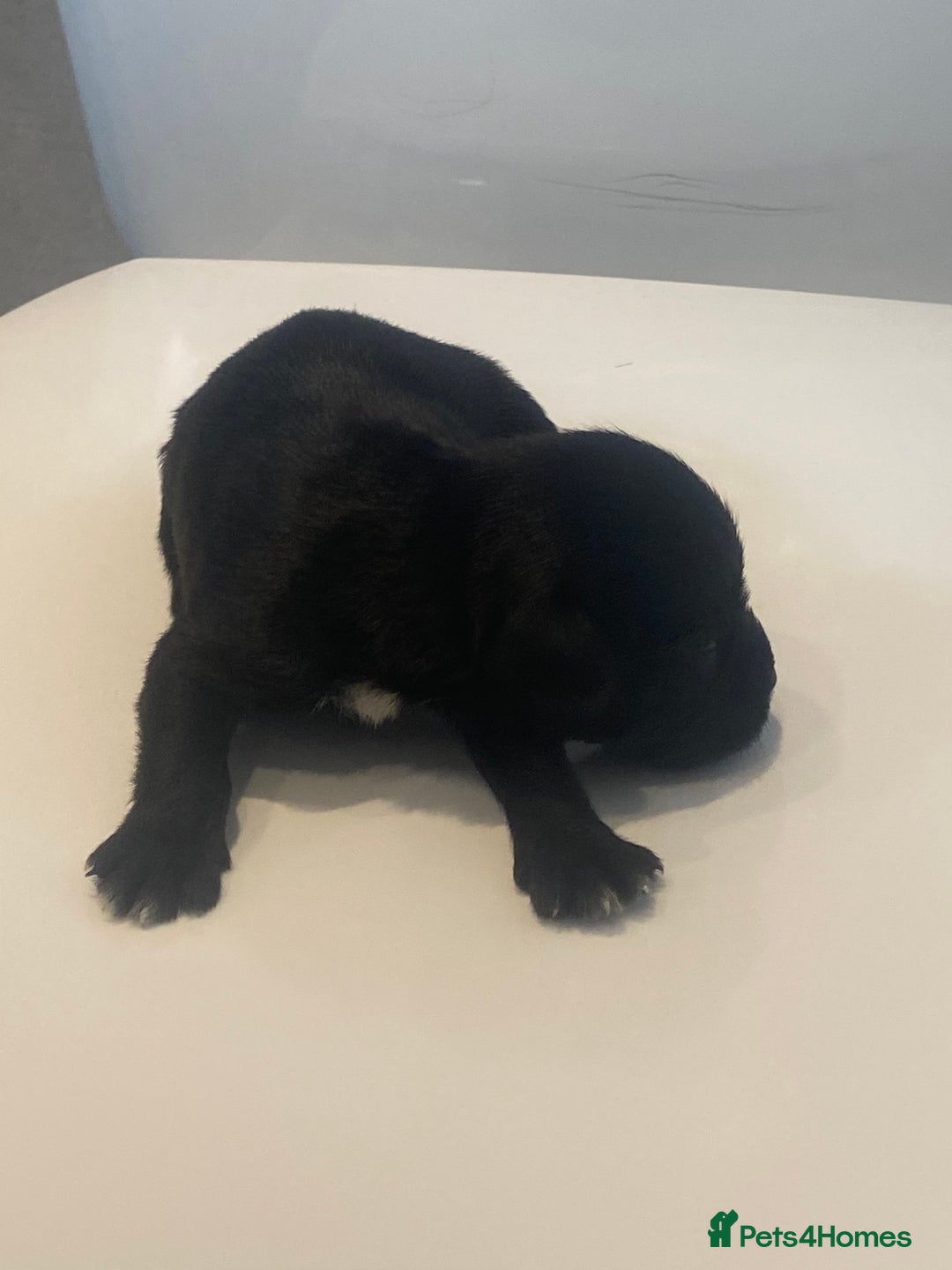 Miniature Schnauzer dogs for sale: Miniature schnauzer puppies kc reg  - Image 3