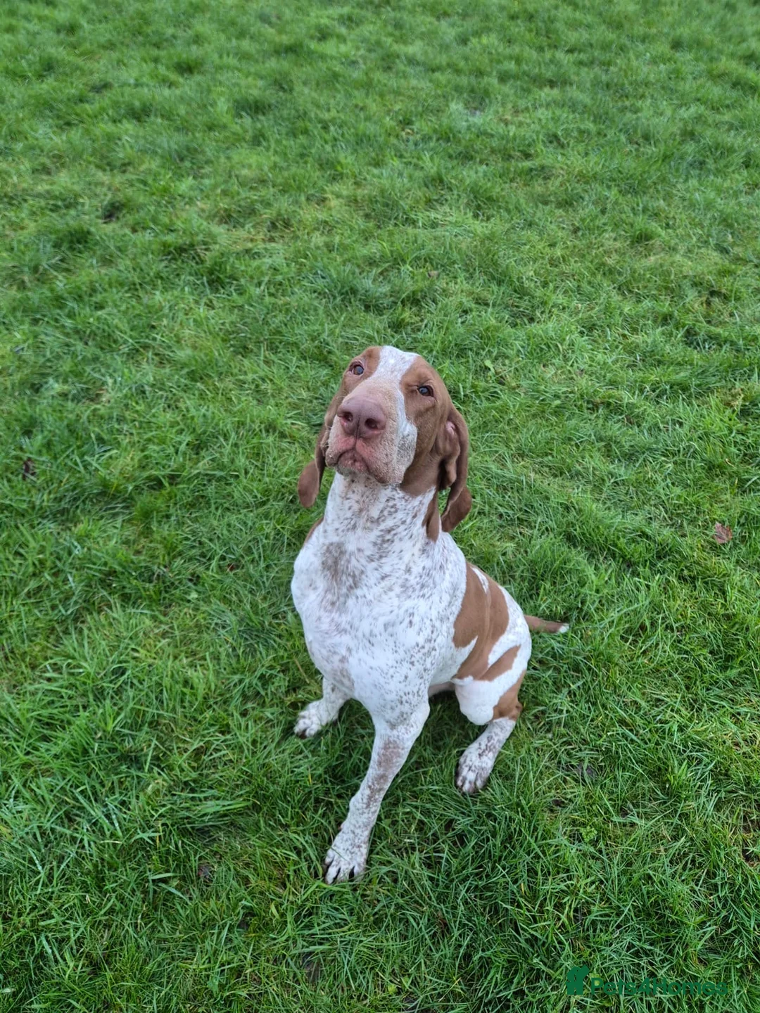 Bracco Italiano dogs for stud: Stunning Hun Ch Bracco Italiano at Stud - Advert 9