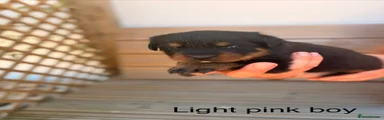 Light pink male
