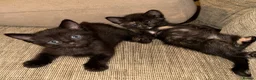 Mixed Breed cats for sale: Beautiful Half Ragdoll Kittens  - Advert 8