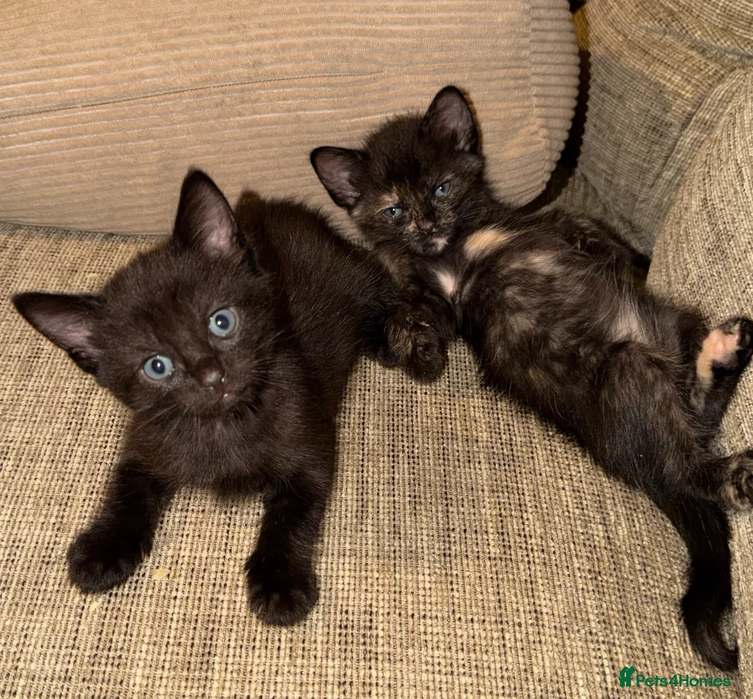 Mixed Breed cats for sale: Beautiful Half Ragdoll Kittens  - Advert 8