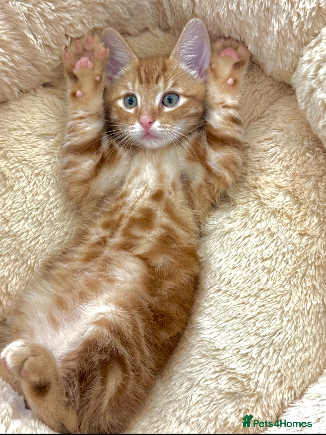 Mixed Breed cats for sale: GORGEOUS THREE MUSKETEERS - Advert 6