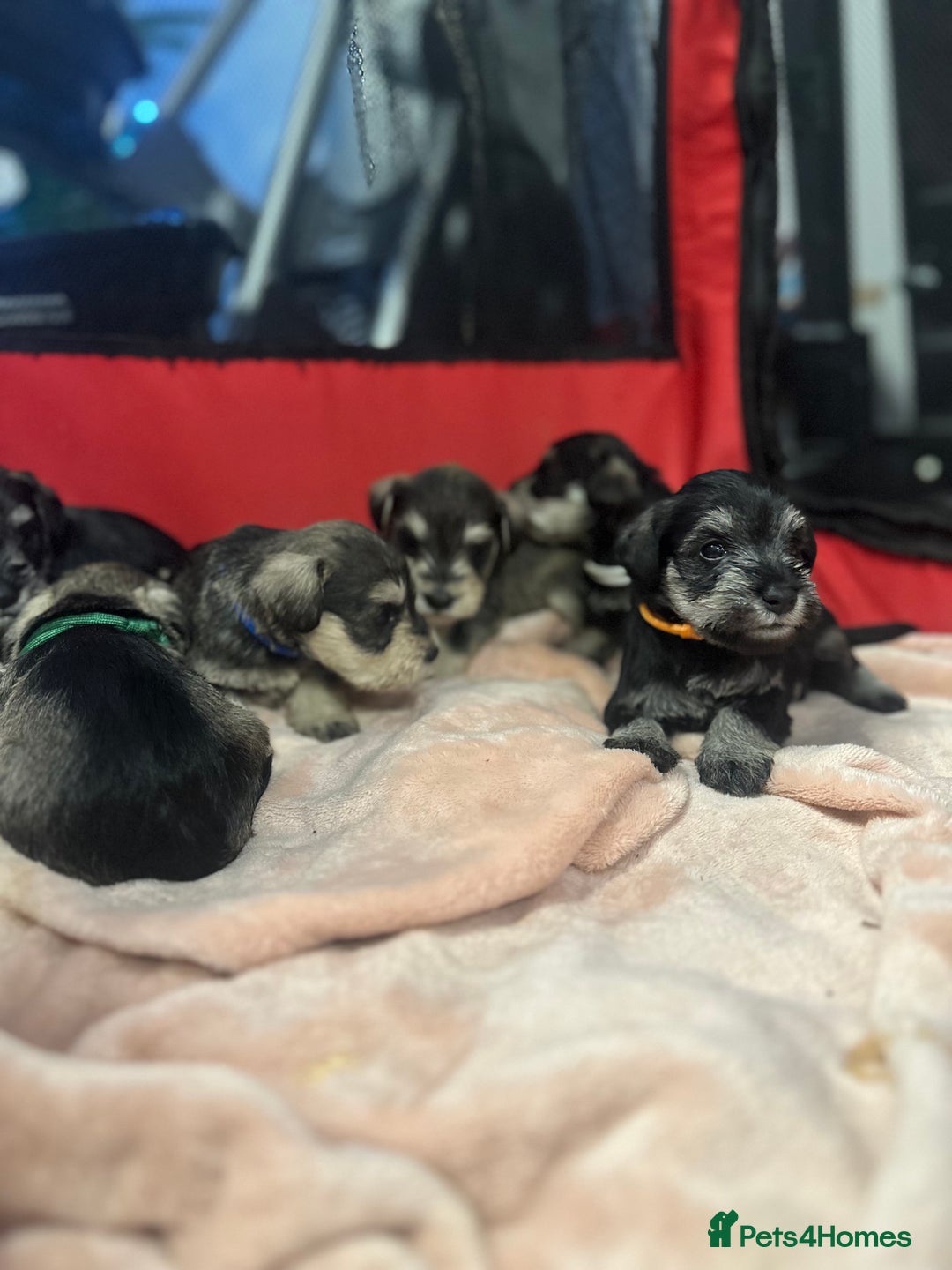 Miniature Schnauzer dogs for sale: OUTSTANDING CHAMPION LINES PUPPIES  - Advert 23