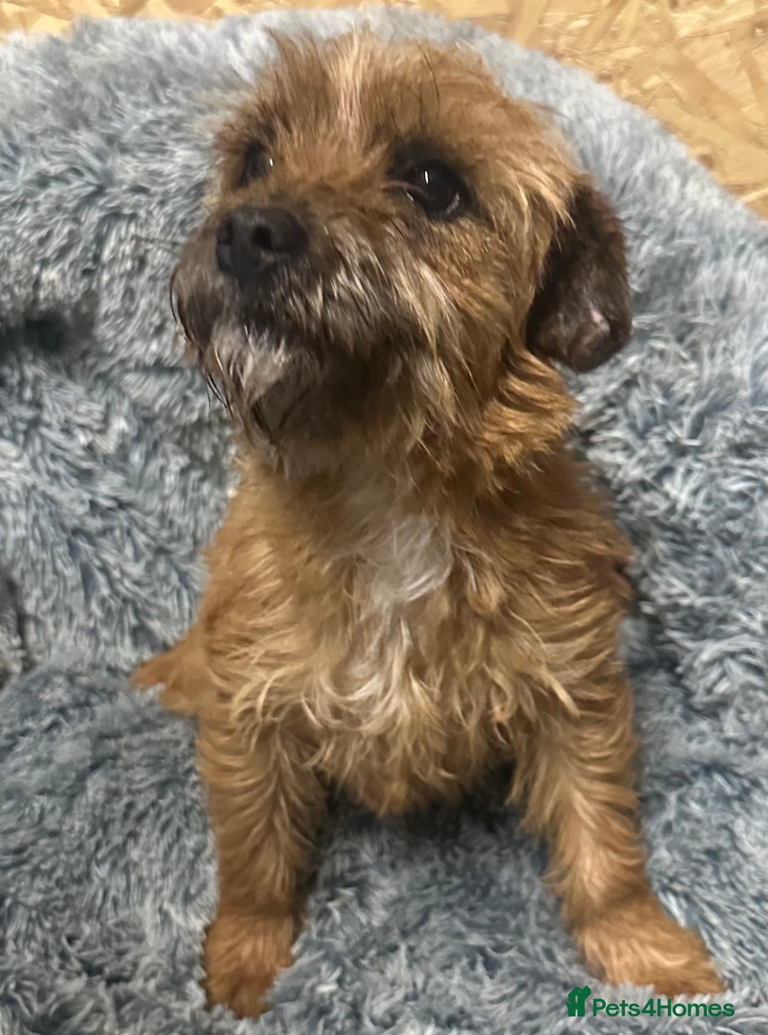 Border Terrier dogs for sale: Border terrier puppies  - Advert 1