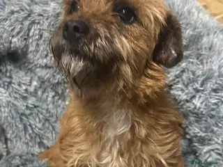 Border Terrier dogs Border terrier X jack puppies - Advert 4