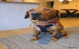 Labrador Retriever dogs for stud: Fox Red Labrador Retriever for Stud - Image 3